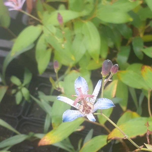 Tricyrtis hirta 'Taiwan Abdane'
