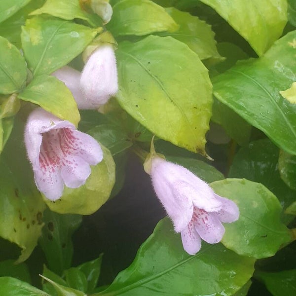 Hemiboea supcapitata