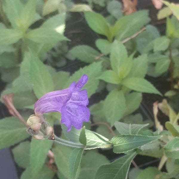 Strobilanthes rakensis