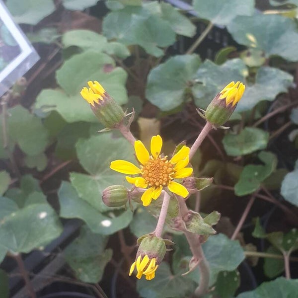Farfugium japonicum