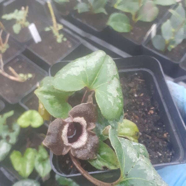 Asarum maximum 'Ling Ling'