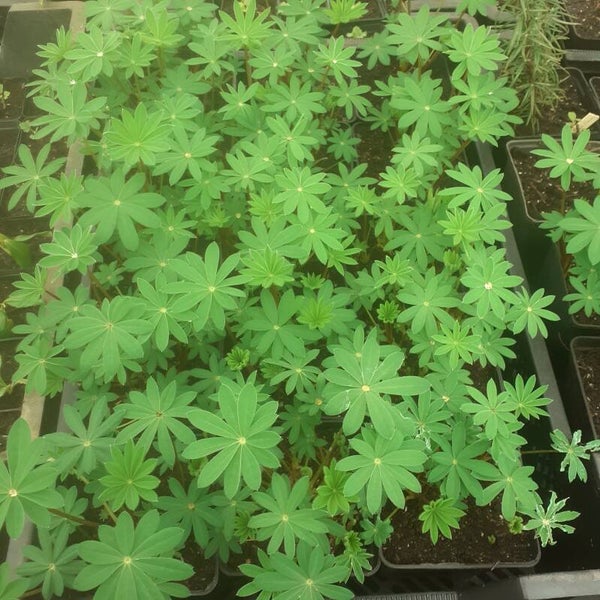 Lupinus 'The Chantelaine'