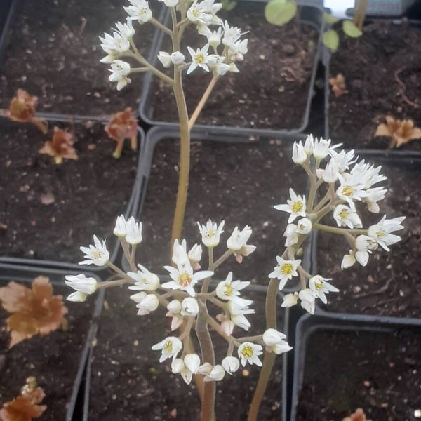 Mukdenia rossii