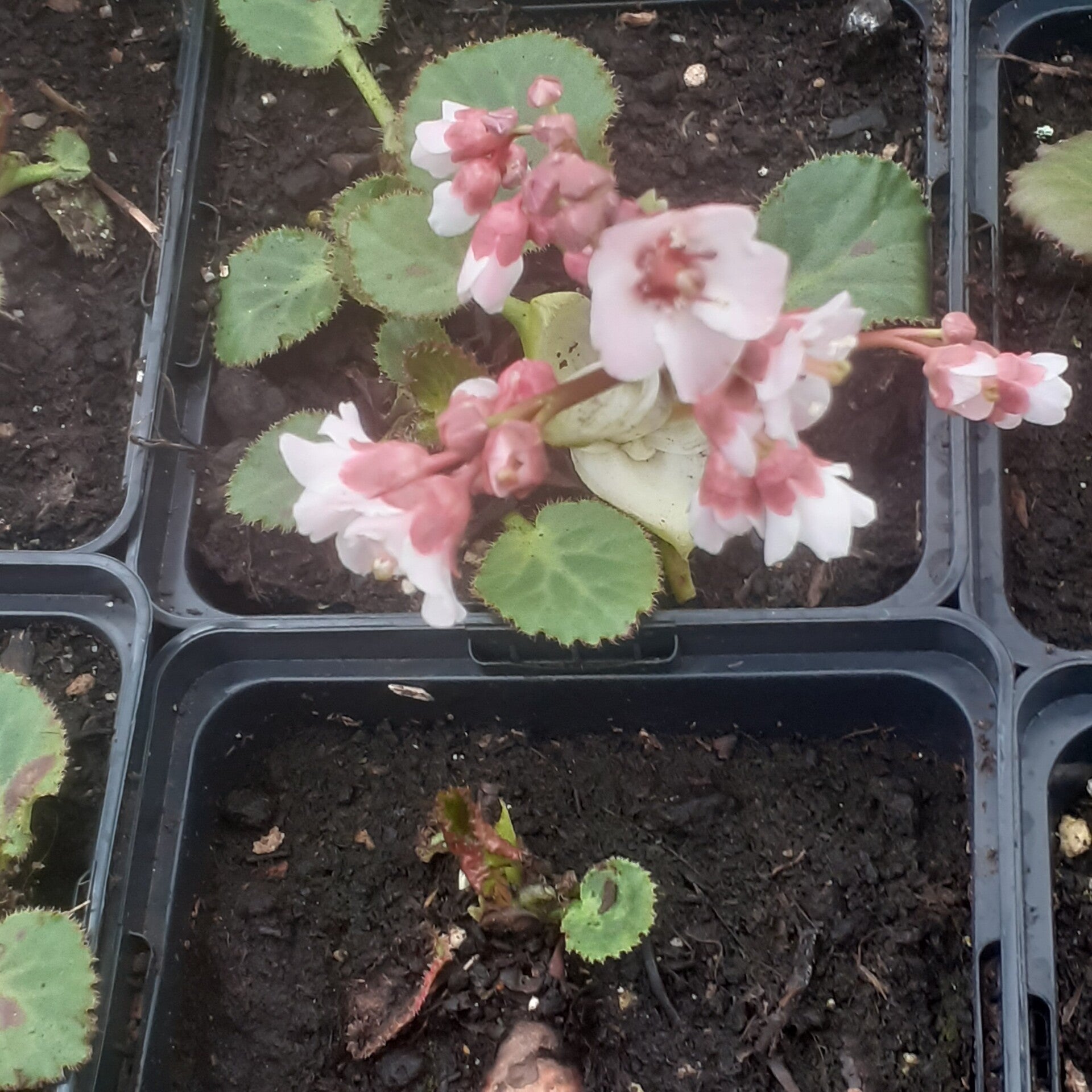 Bergenia stracheyi 'Afghanica'
