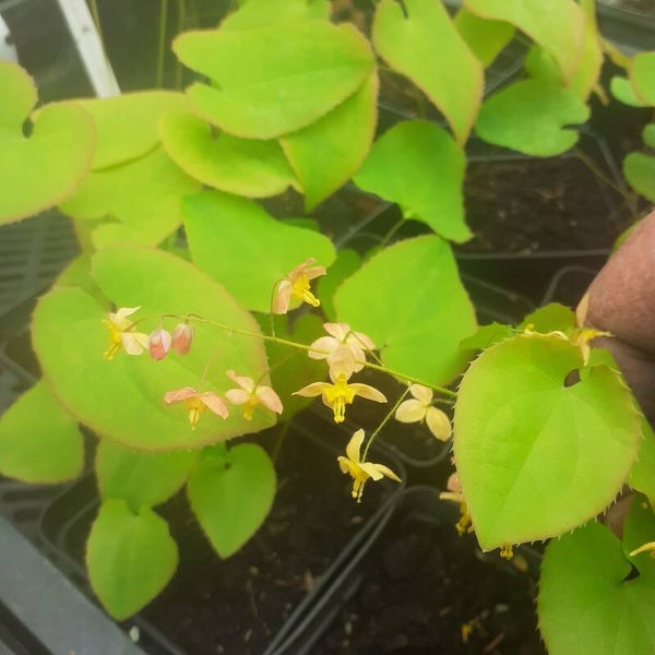 Epimedium rhizomatosum x wushanrnse 'André Charlier'