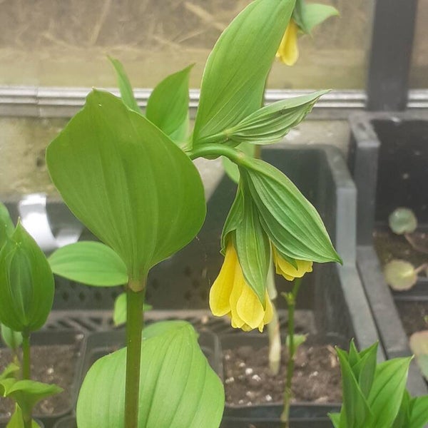 Disporum Flavens
