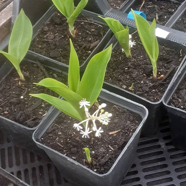 Speirantha convallarioides