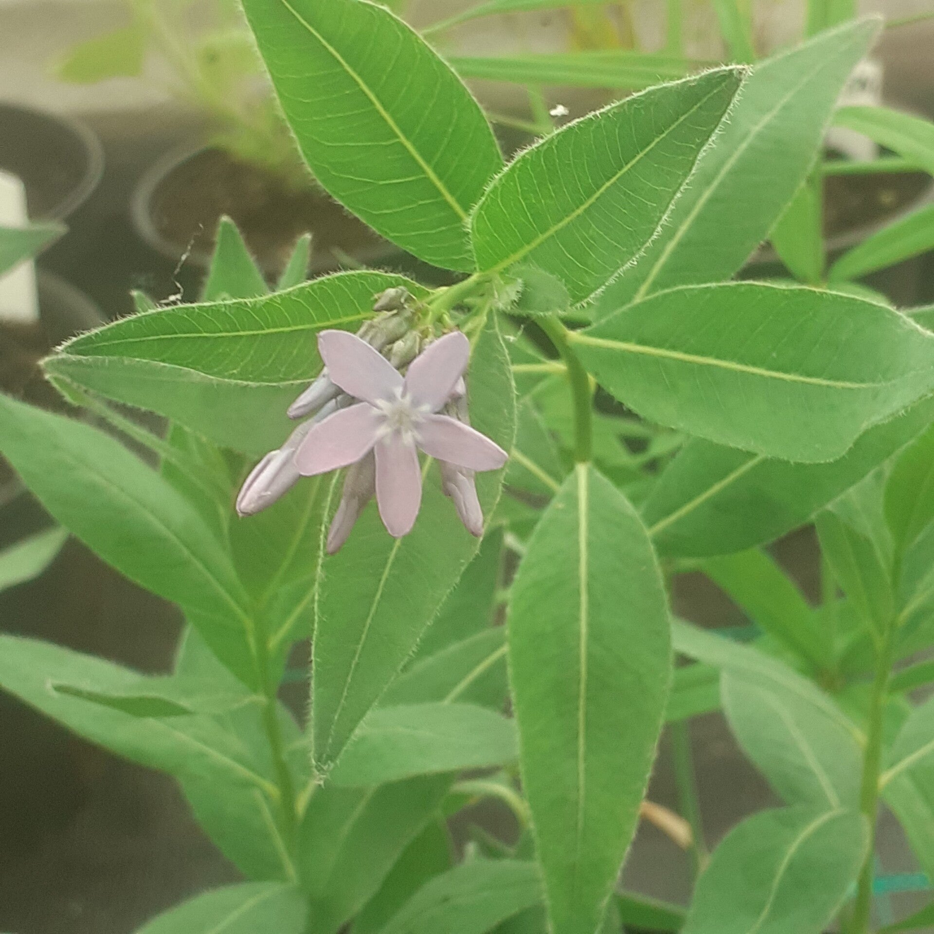 Amsonia tabernaemontana