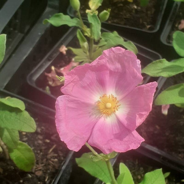 Cistus lenis 'Grayswood Pink'