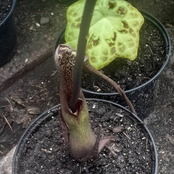 Saromatum venosum