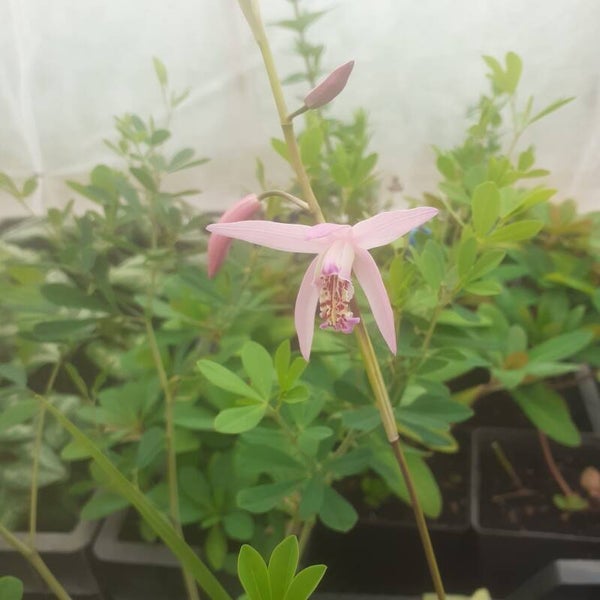 Bletilla striata 'Kuchibeni'