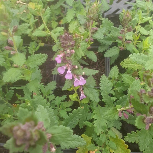 Teucrium 'Pain du Sucre'
