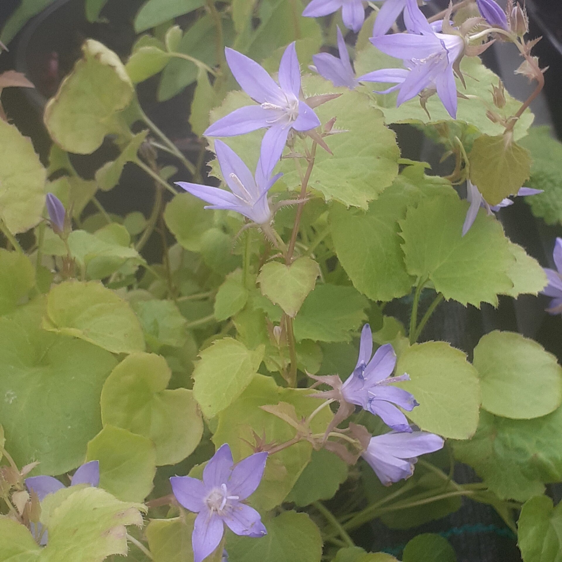 Campanula poscharskyana