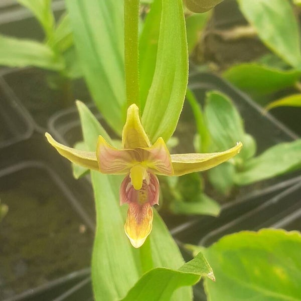 Epipactis gigantea