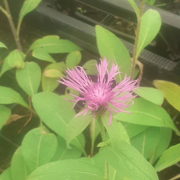 Centaurea polyphylla 'Caramia'
