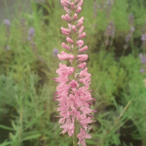 Veronicastrum virginatum 'Roseum'