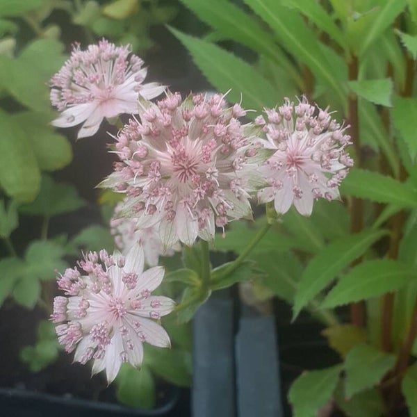 Astrantia major 'Pink Pride'