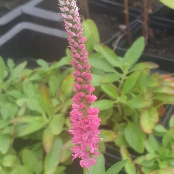Veronica spicata 'Rotfuchs'