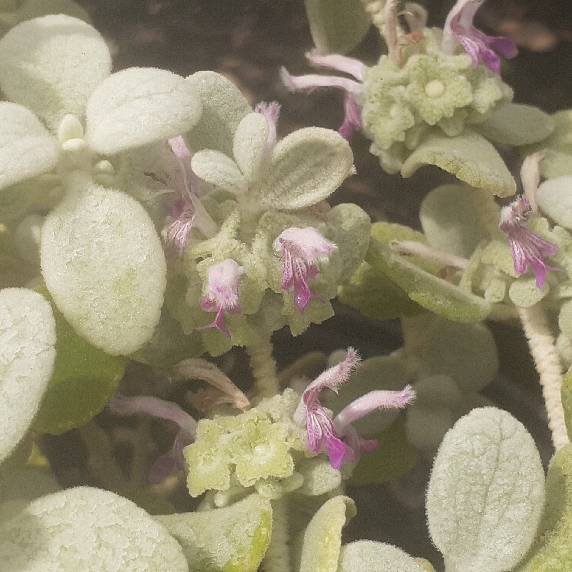 Ballota pseudodictamnus 'Compact Form'