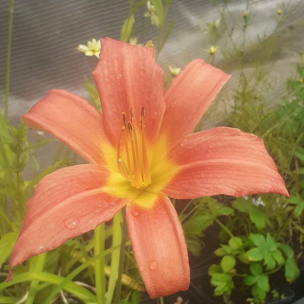 Hemerocallis 'Sammy Russel'