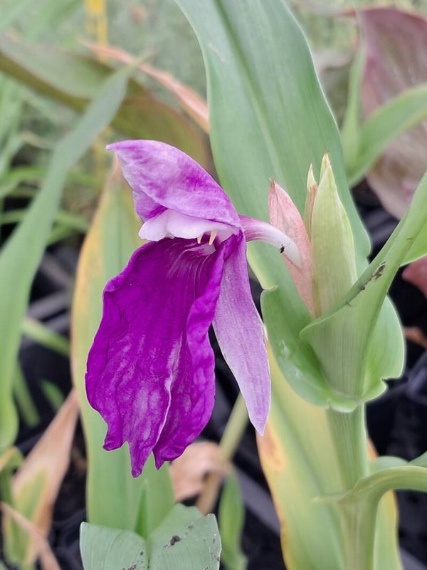 Roscoea auriculata