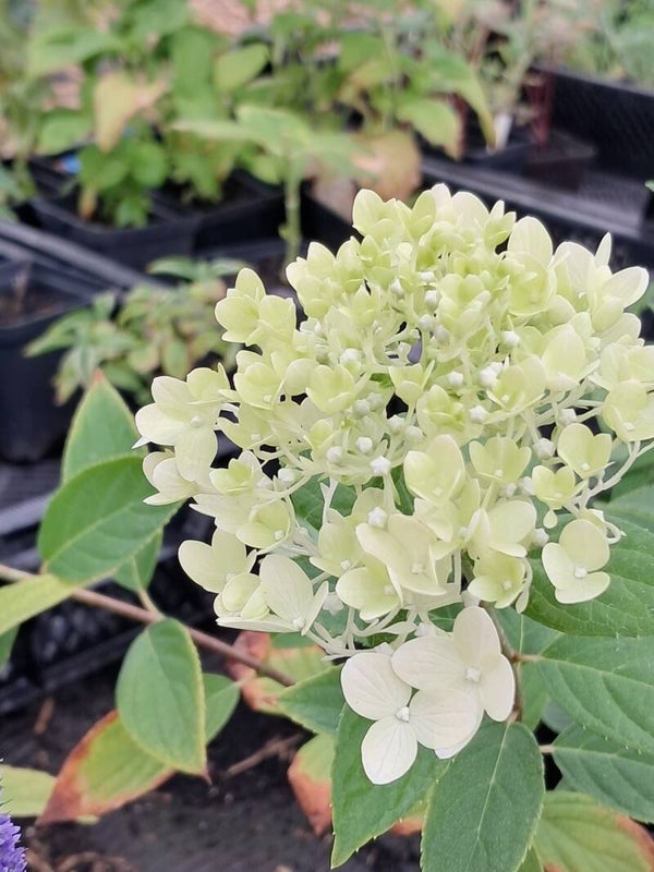 Hydrangea arborescens 'Annabelle'