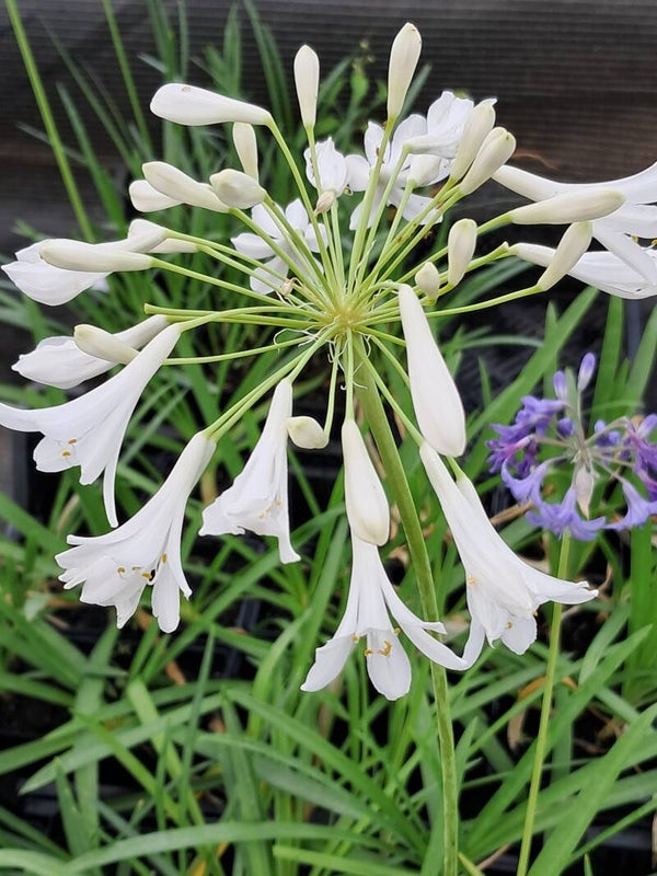 Agapanthus 'Polar Ice'