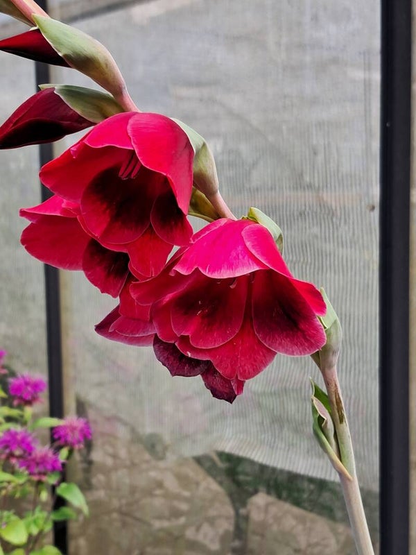 Gladiolus papilio 'Ruby'