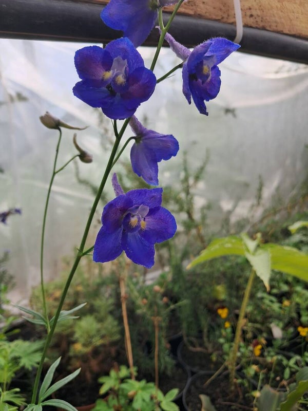Delphinium elatum 'Finsteraarhorn'