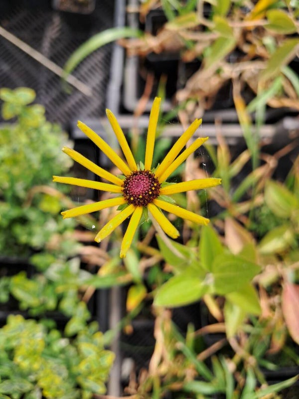 Rudbeckia subtomentosa 'Henry Eilers'
