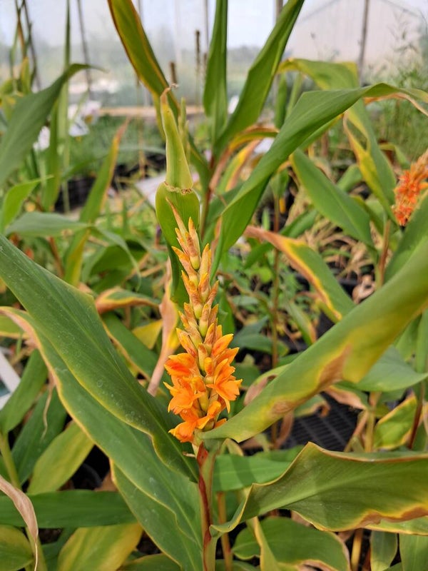 Hedychium densiflorum 'King'