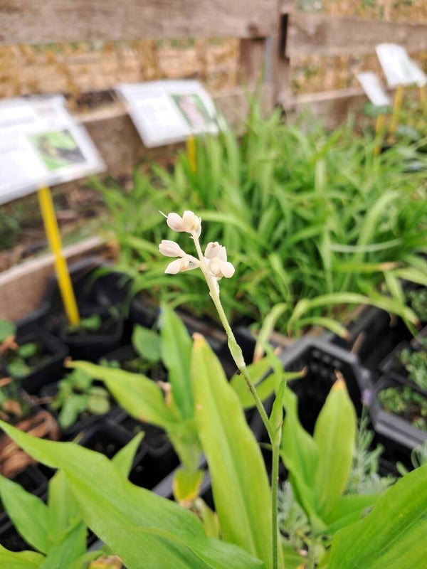 Pollia Japonica