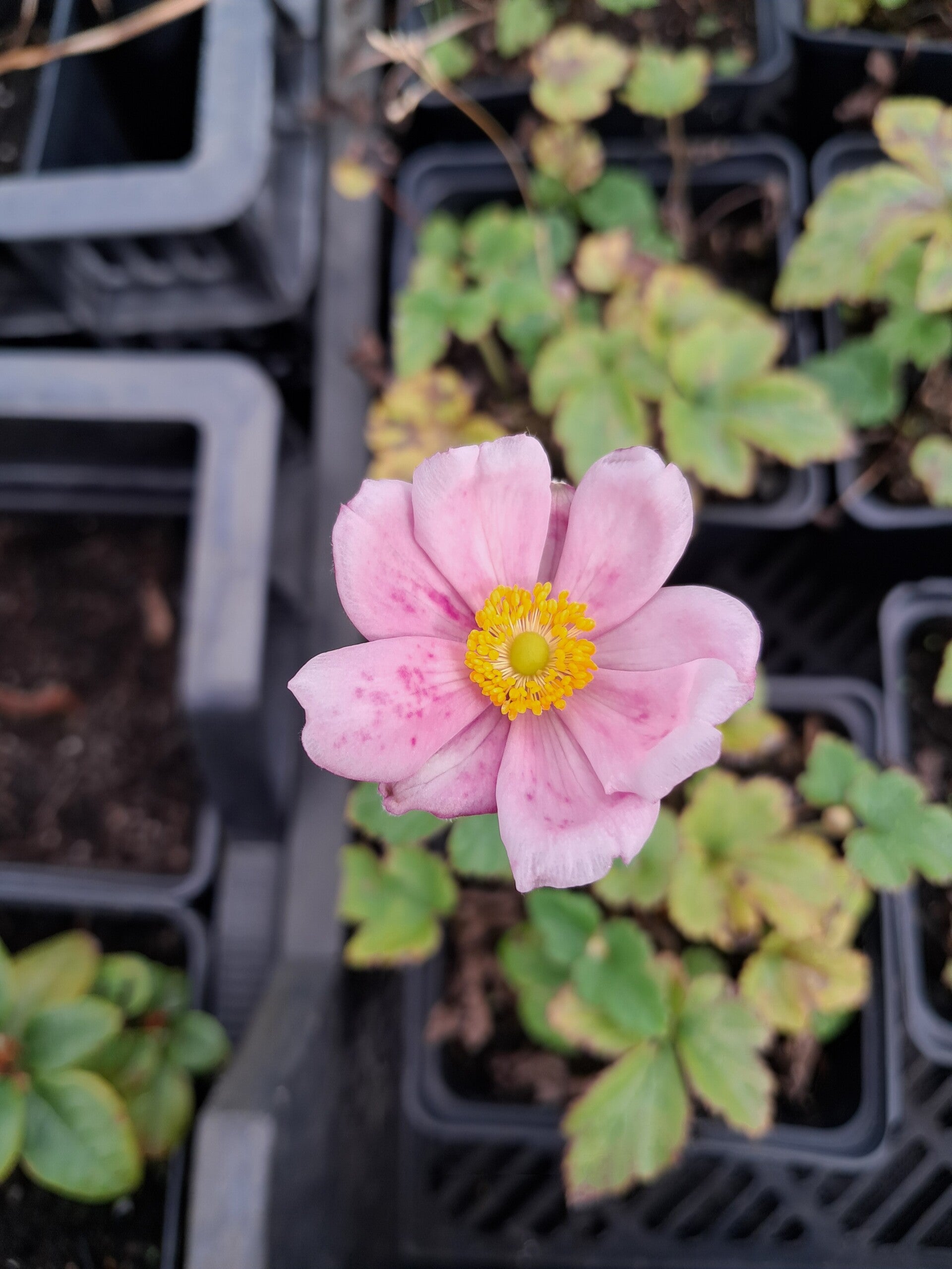 Anemone hybrida 'Lorelei'