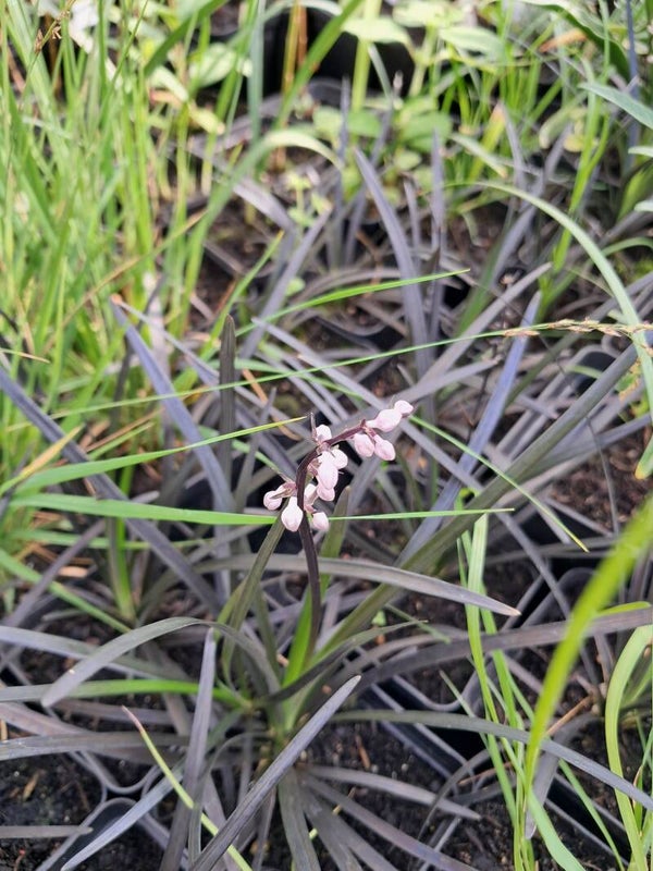Ophiopogon planiscapus 'Nigrescens'
