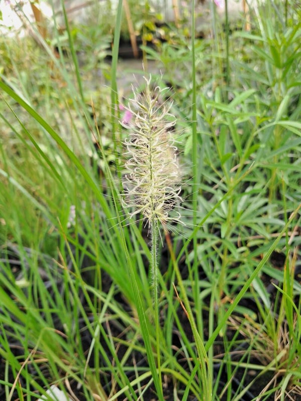 Pennisetum alopecuroides 'Hameln'