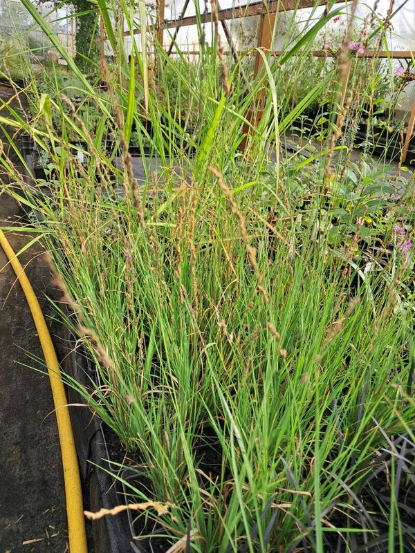 Molinia caerulea ' Heidezwerg'