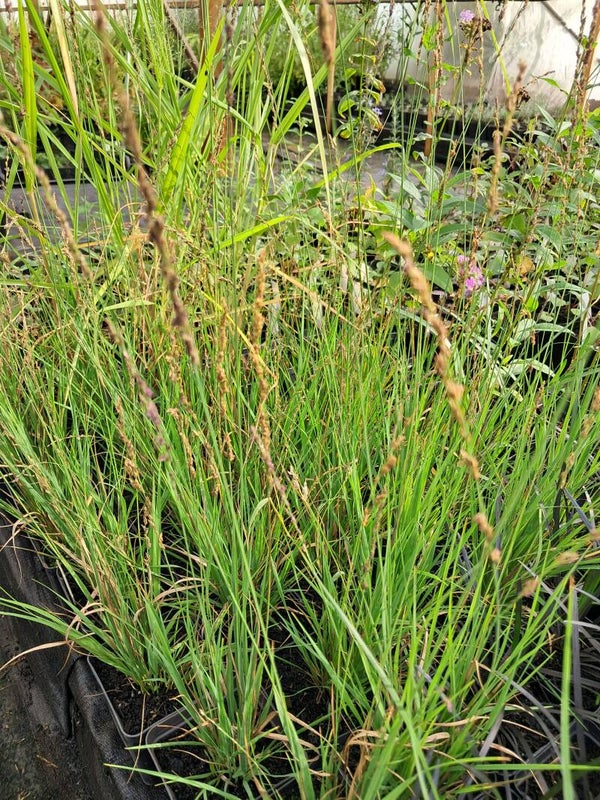 Molinia caerulea ' Heidebraut'