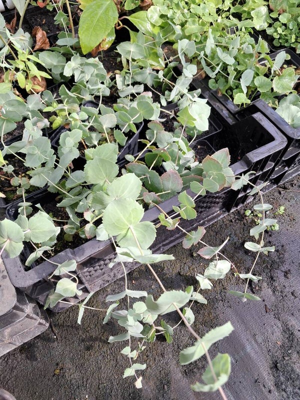 Parahebe perfoliata