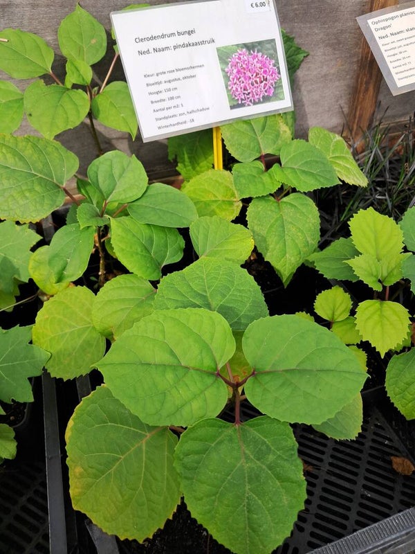 Clerodendrum bungei