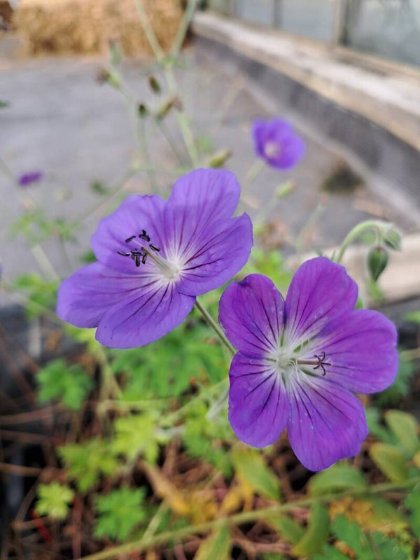 Geranium 'Orion'