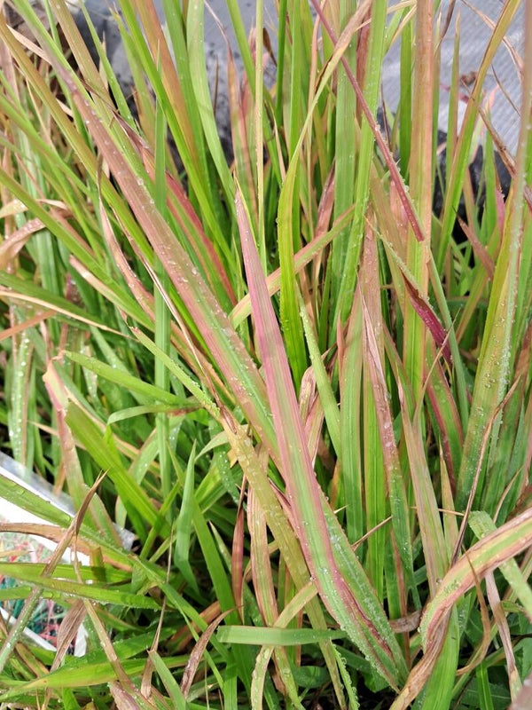 Imperata cylindrica 'Red Baron'