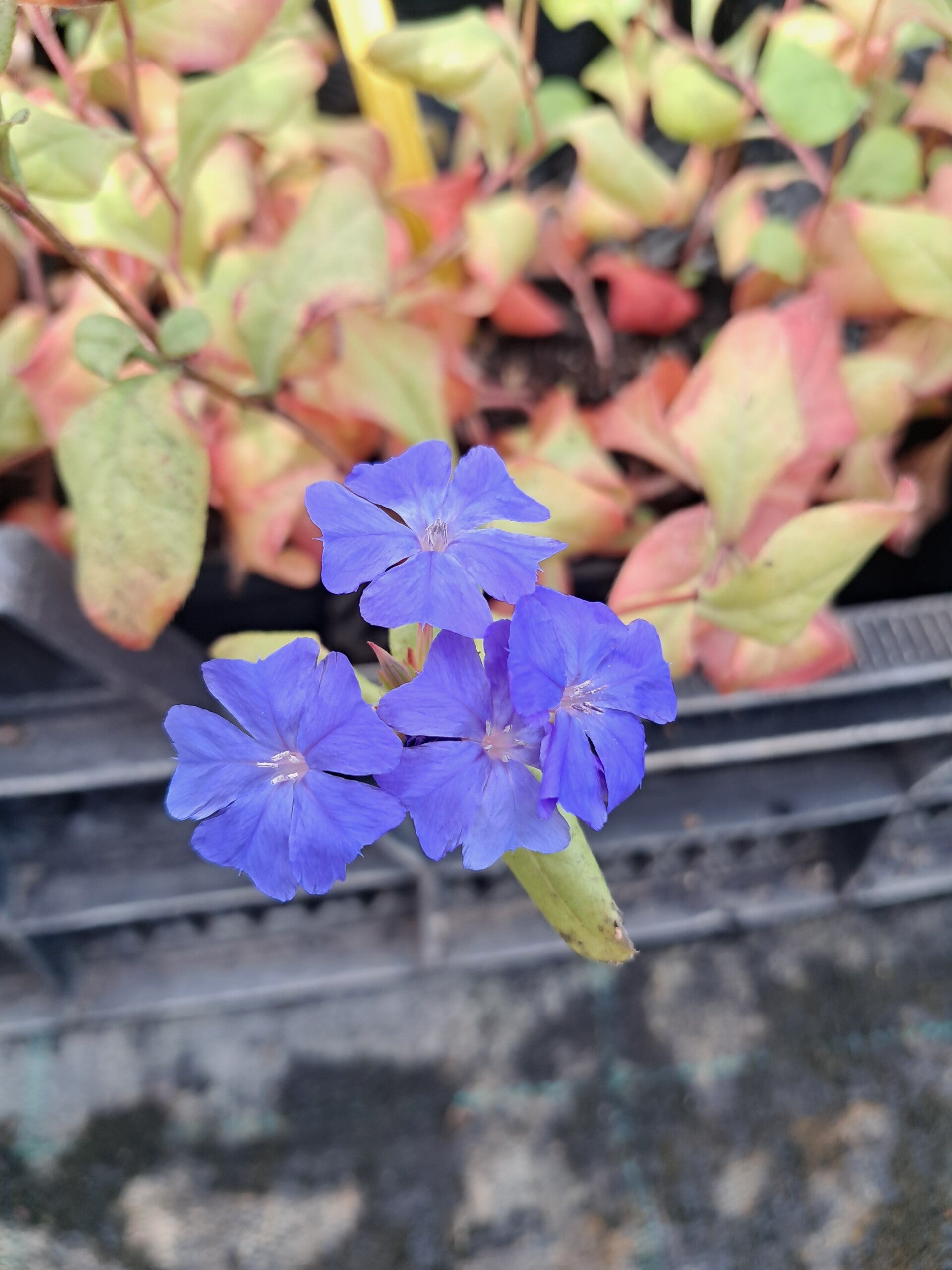 Ceratostigma plumbaginoides