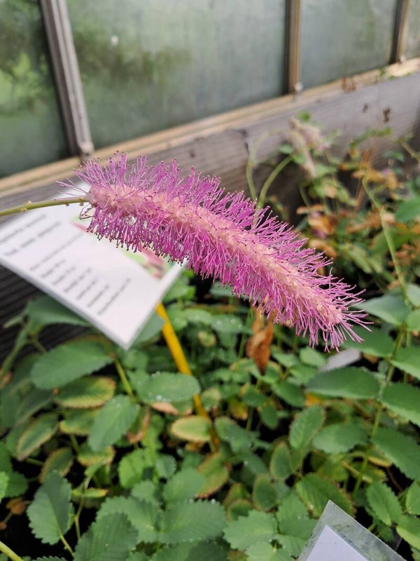 Sanguisorba 'Pink Brushes'