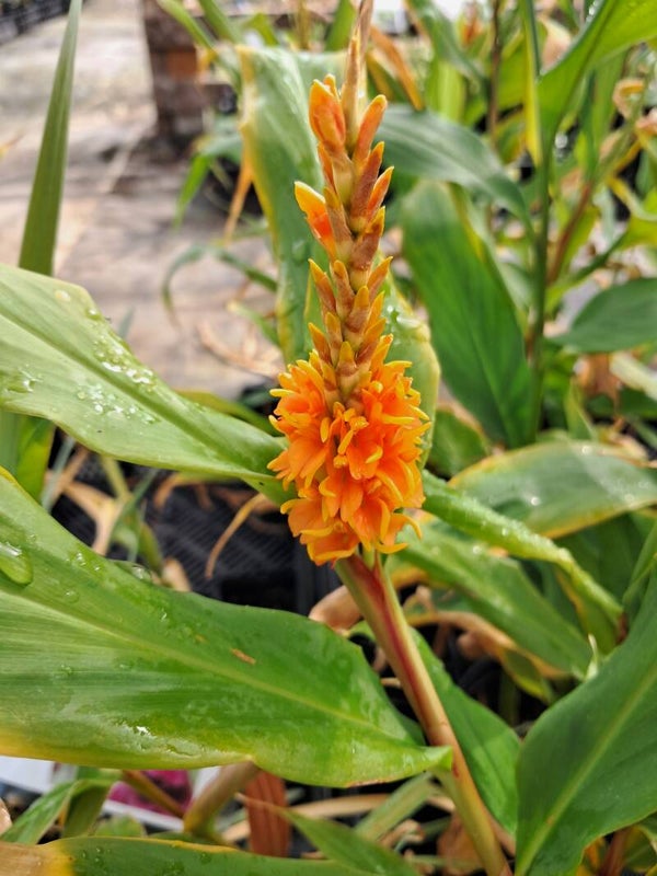 Hedychium x 'Tara'