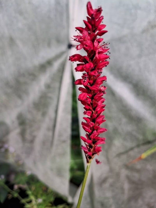 Persicaria amplexicaulis 'Firetail