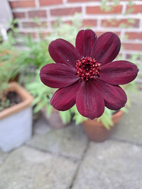 Cosmos atrosanguineus