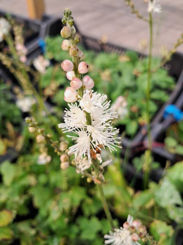 Actaea japonica 'Cheju-do'