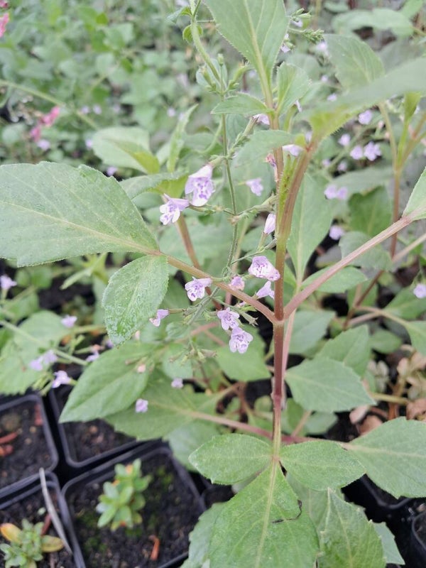 Origanum vulgare 'Hot and Spicy'