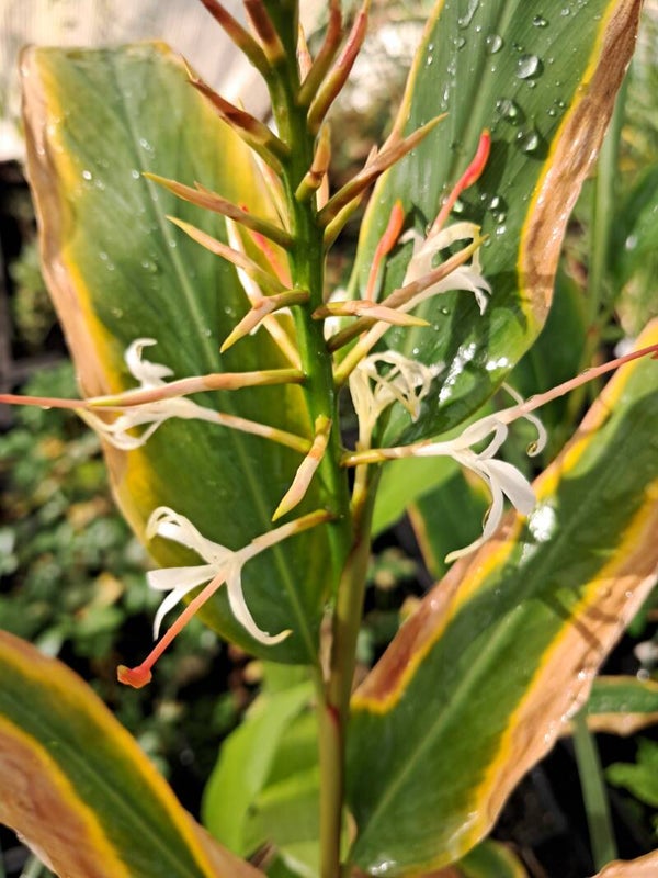 Hedychium thyrsiforme