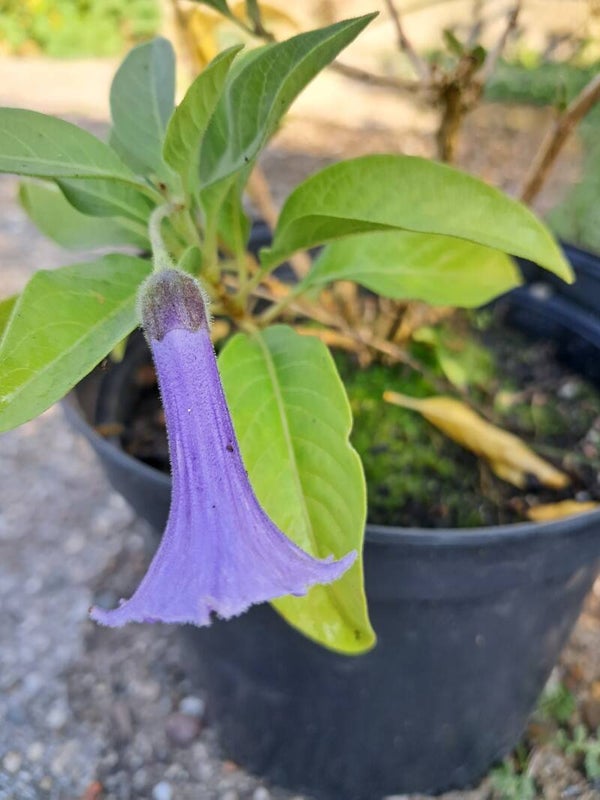 Iochroma Australis